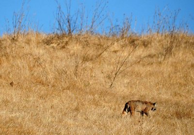 Bobcat Walking Across Hillside