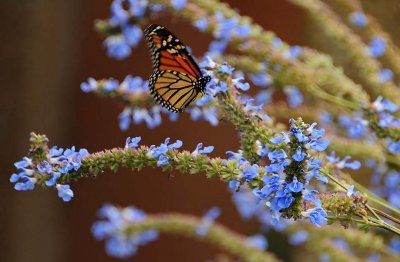 Flittering Among the Flowers