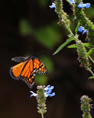 Caught In Flight