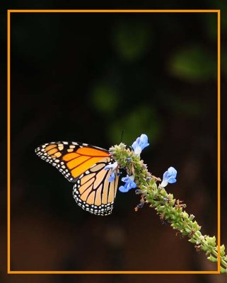 Monarch with Dark Backdrop