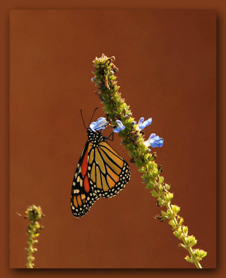 Monarch In Front of Terra Cotta Wall