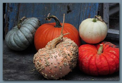 Pumpkin Display