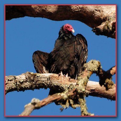 Handsome Turkey Vulture