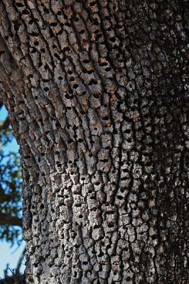 Woodpeckers' Holey Tree