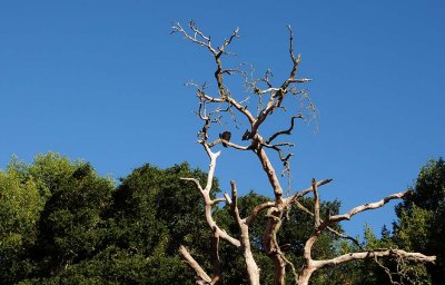 Turkey Vulture Way Up a Tree