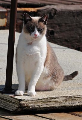 Siamese Sit