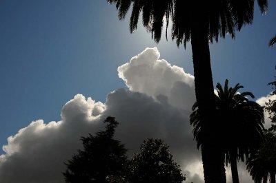 Clouds and Palms