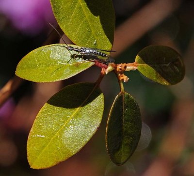 Snake Fly - Long Neck