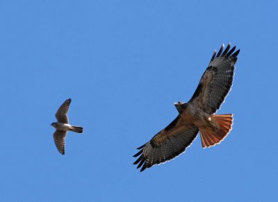 Red Tail and Kestrel