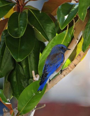 Bright Blue Bluebird