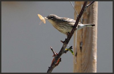 Yellow-rumped Warbler Caught a Moth