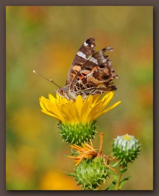 Old Painted Lady on Gum Plant