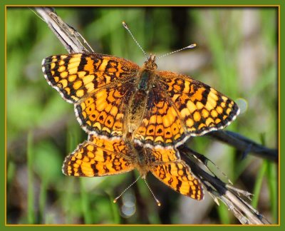 Mylitta Crescentspot Butterflies