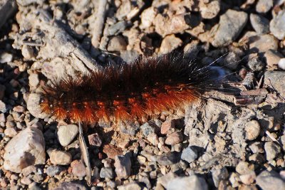 Side of Caterpillar