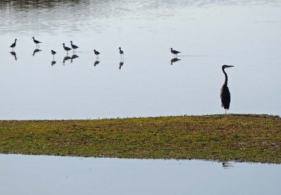 Great Blue Heron, Avocets and Stilts