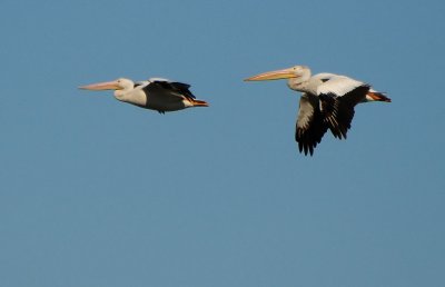 Pelican Fly-By