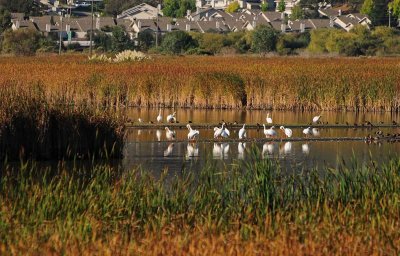 Rushes and Pelicans