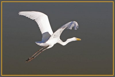 Great Egret Close By