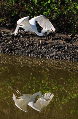 Great Egret with Great Wings