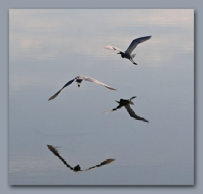 Two Great Egrets in Flight