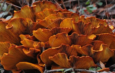 Yellow Chanterelle