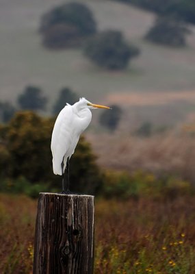 Great Egret Poses