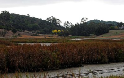 Marsh and Gold Trees