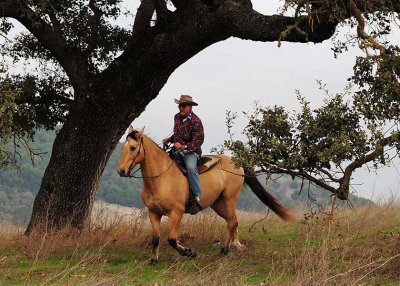 Horseman Under Tree