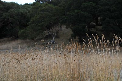 Tall Grasses