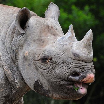 RhinoTongue