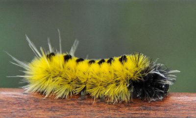 Caterpillar Legs