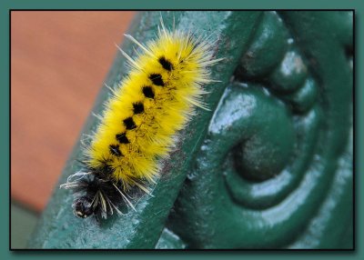 Yellow-Spotted Tiger Moth Caterpillar