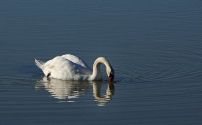 Swan at Shollenberger
