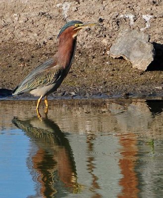 The Green of the Green Heron