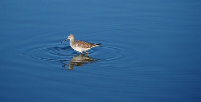 Greater Yellow Legs