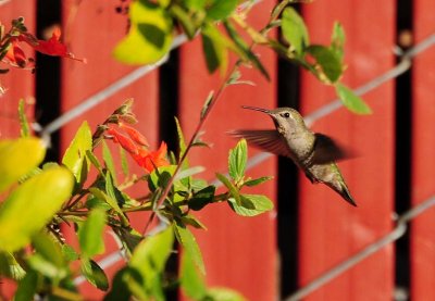 Busy Hummer
