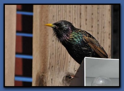 Colorful Starling