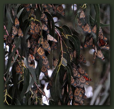Closeup on Eucalyptus