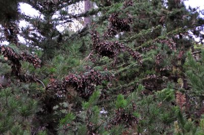 Loaded Trees