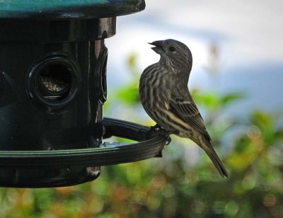 Pine Siskins