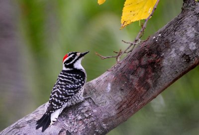 Male Nuttalls Woodpecker