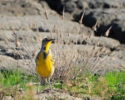 Meadowlarks