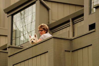 Curious White Scotty Dog