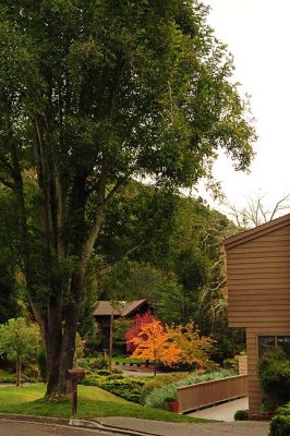 Tall Trees, Mailbox and Color