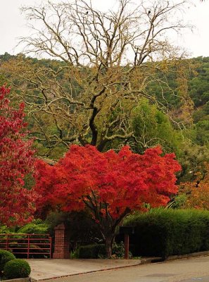 Glorious Red, and Bare Tree