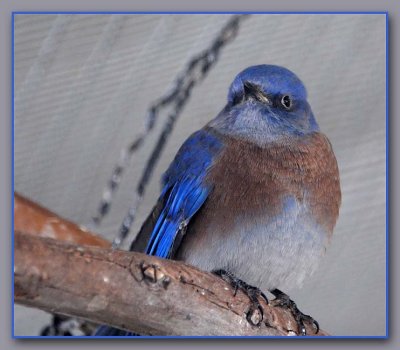 Bluebird 2