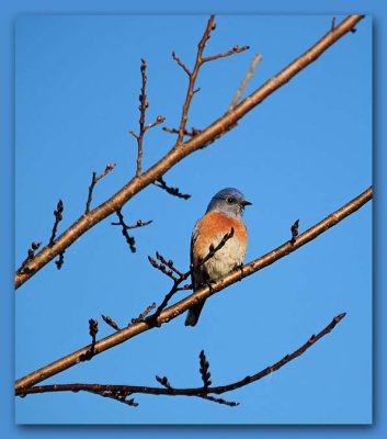 Solitary Bluebird