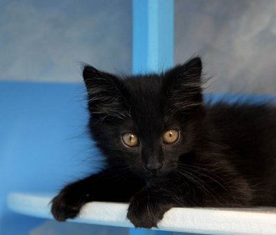 Little Black Kitten