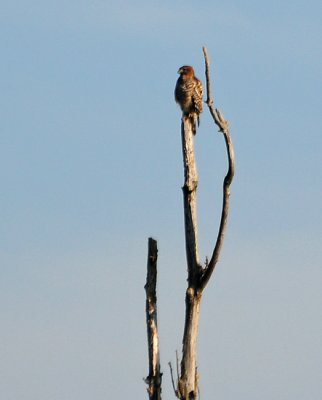 Hawk in the Treetop