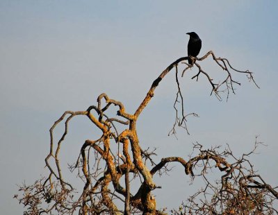 Perched Crow